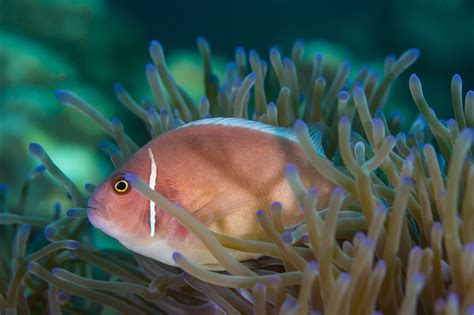 skunk fish|Skunk Clownfish (Amphiprion akallopisos) – Complete Care Guide.